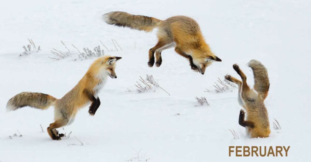 Investment foxes jumping image