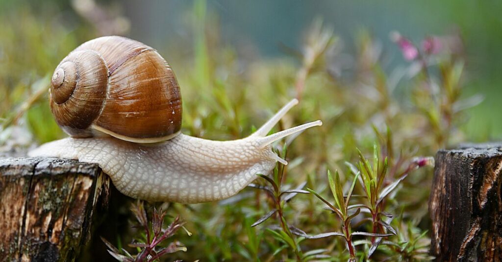 Snail Enjoying Life